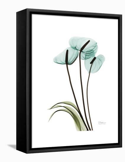 Soft Anthurium 1-Albert Koetsier-Framed Stretched Canvas