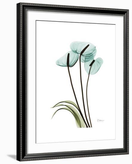 Soft Anthurium 1-Albert Koetsier-Framed Premium Giclee Print