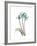 Soft Anthurium 1-Albert Koetsier-Framed Premium Giclee Print