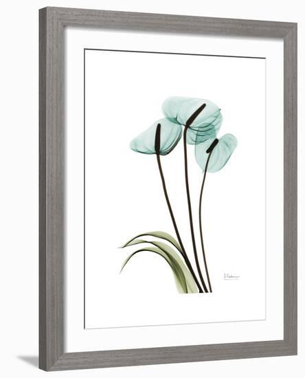 Soft Anthurium 1-Albert Koetsier-Framed Premium Giclee Print