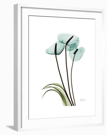 Soft Anthurium 1-Albert Koetsier-Framed Premium Giclee Print