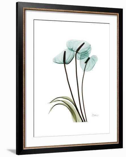 Soft Anthurium 1-Albert Koetsier-Framed Premium Giclee Print