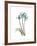 Soft Anthurium 1-Albert Koetsier-Framed Premium Giclee Print