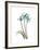 Soft Anthurium 1-Albert Koetsier-Framed Premium Giclee Print