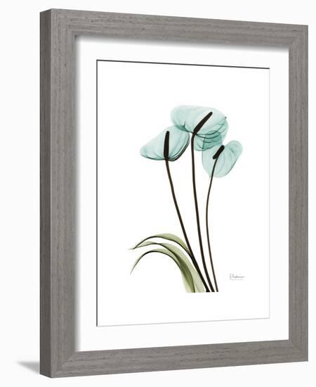 Soft Anthurium 1-Albert Koetsier-Framed Premium Giclee Print