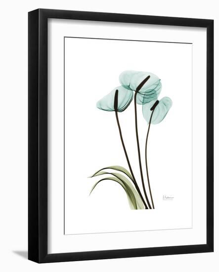 Soft Anthurium 1-Albert Koetsier-Framed Premium Giclee Print