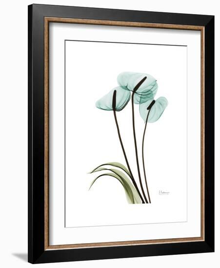 Soft Anthurium 1-Albert Koetsier-Framed Premium Giclee Print