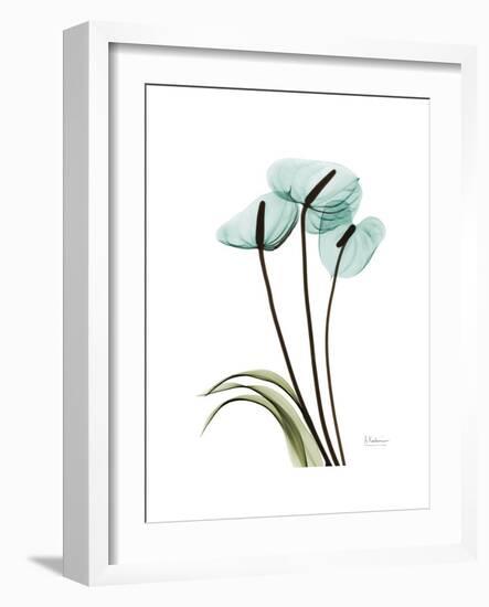 Soft Anthurium 1-Albert Koetsier-Framed Premium Giclee Print