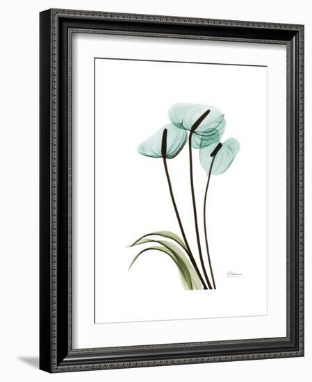 Soft Anthurium 1-Albert Koetsier-Framed Premium Giclee Print