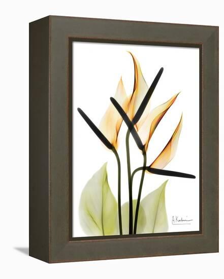 Soft Anthurium Portrait-Albert Koetsier-Framed Stretched Canvas