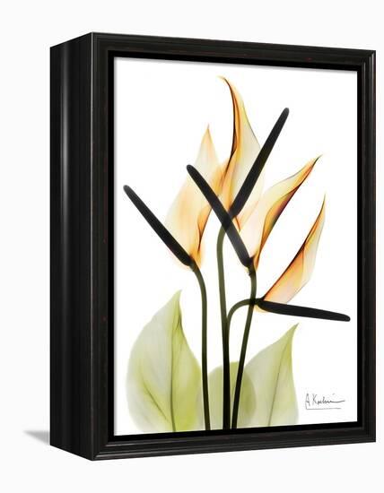 Soft Anthurium Portrait-Albert Koetsier-Framed Stretched Canvas