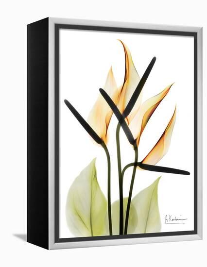 Soft Anthurium Portrait-Albert Koetsier-Framed Stretched Canvas