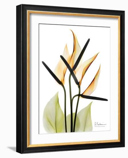 Soft Anthurium Portrait-Albert Koetsier-Framed Art Print