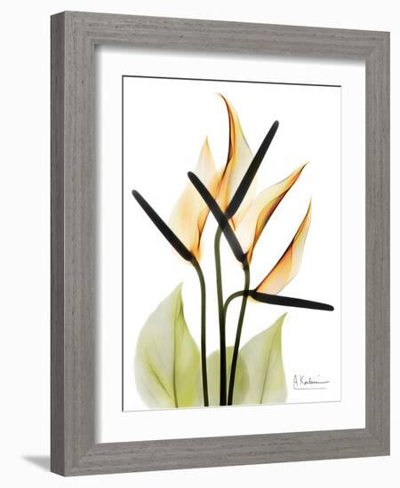 Soft Anthurium Portrait-Albert Koetsier-Framed Premium Giclee Print