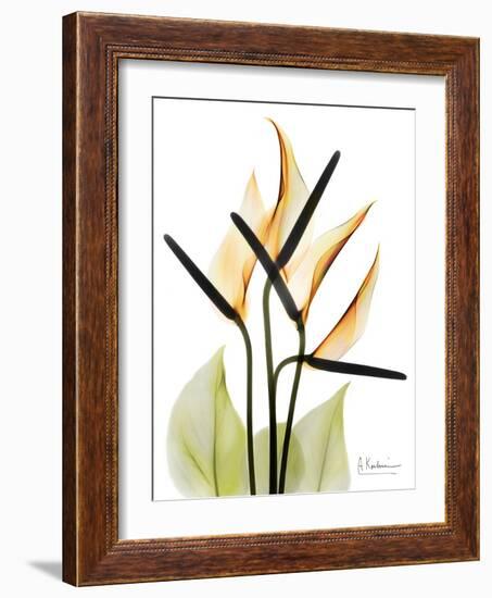 Soft Anthurium Portrait-Albert Koetsier-Framed Premium Giclee Print