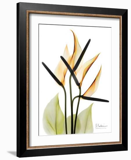 Soft Anthurium Portrait-Albert Koetsier-Framed Premium Giclee Print