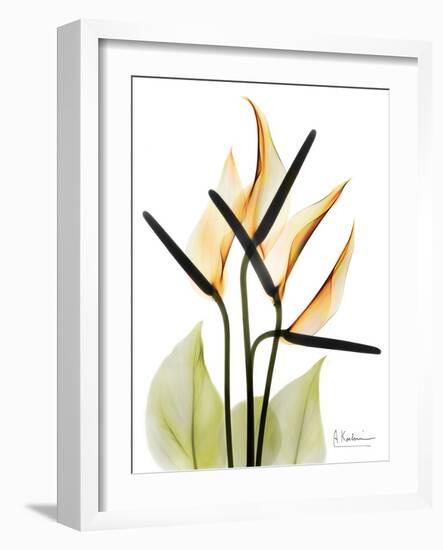 Soft Anthurium Portrait-Albert Koetsier-Framed Premium Giclee Print