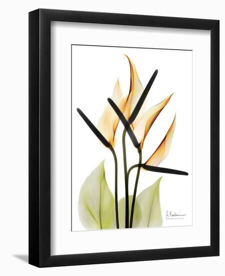 Soft Anthurium Portrait-Albert Koetsier-Framed Premium Giclee Print