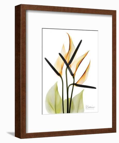 Soft Anthurium Portrait-Albert Koetsier-Framed Premium Giclee Print