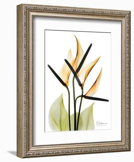 Soft Anthurium Portrait-Albert Koetsier-Framed Art Print