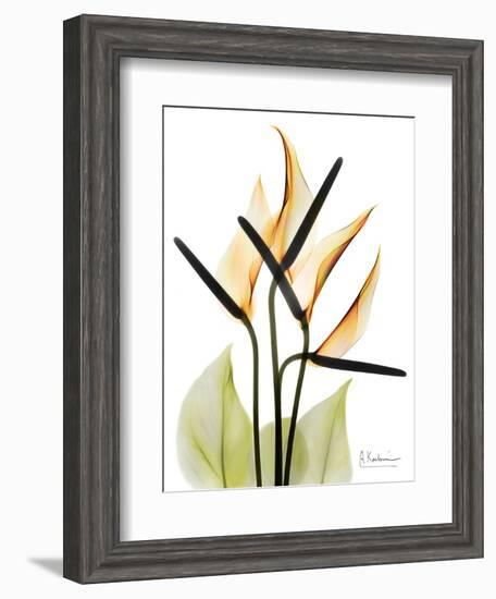 Soft Anthurium Portrait-Albert Koetsier-Framed Art Print