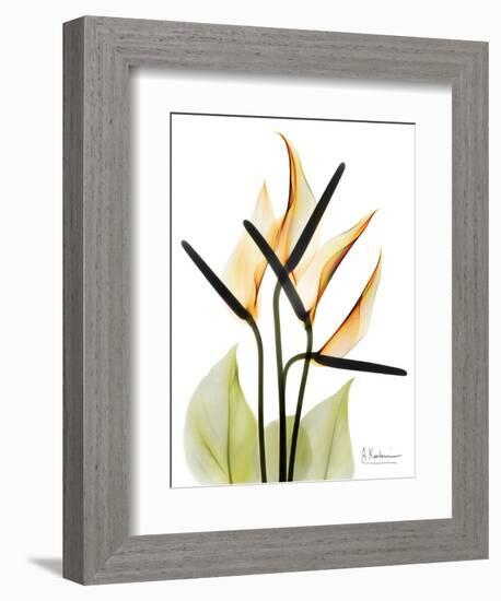 Soft Anthurium Portrait-Albert Koetsier-Framed Art Print