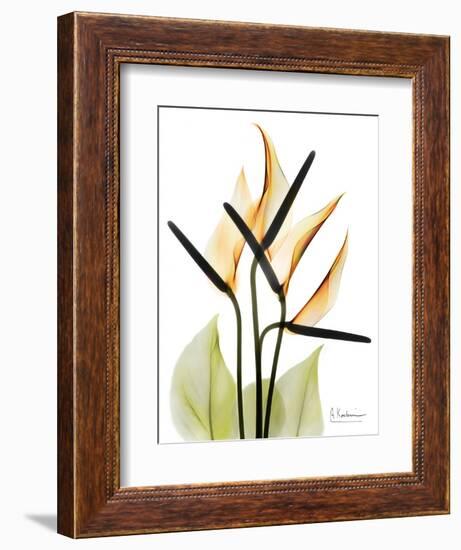 Soft Anthurium Portrait-Albert Koetsier-Framed Art Print