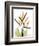 Soft Anthurium Portrait-Albert Koetsier-Framed Art Print