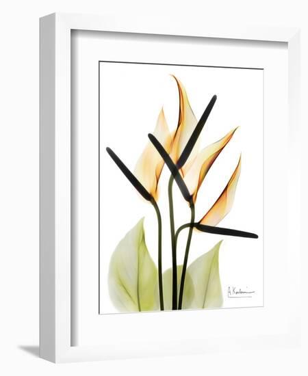 Soft Anthurium Portrait-Albert Koetsier-Framed Art Print