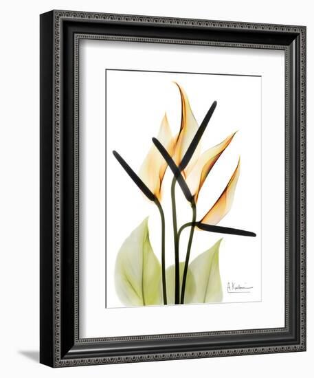 Soft Anthurium Portrait-Albert Koetsier-Framed Art Print