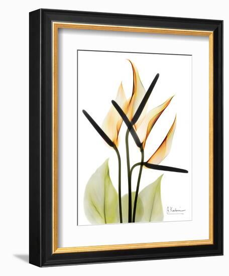 Soft Anthurium Portrait-Albert Koetsier-Framed Art Print