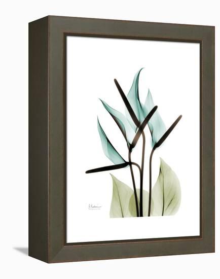 Soft Anthurium-Albert Koetsier-Framed Stretched Canvas