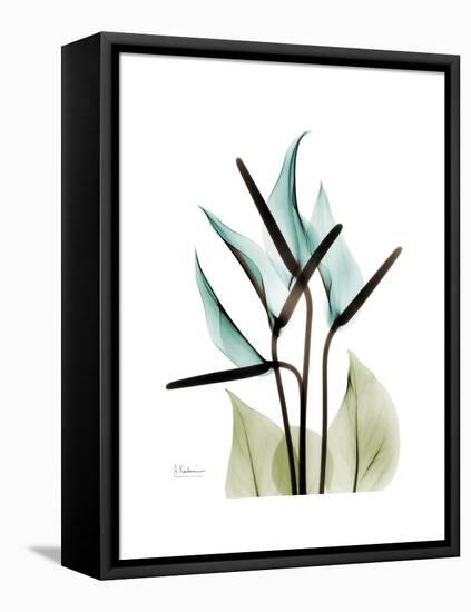 Soft Anthurium-Albert Koetsier-Framed Stretched Canvas