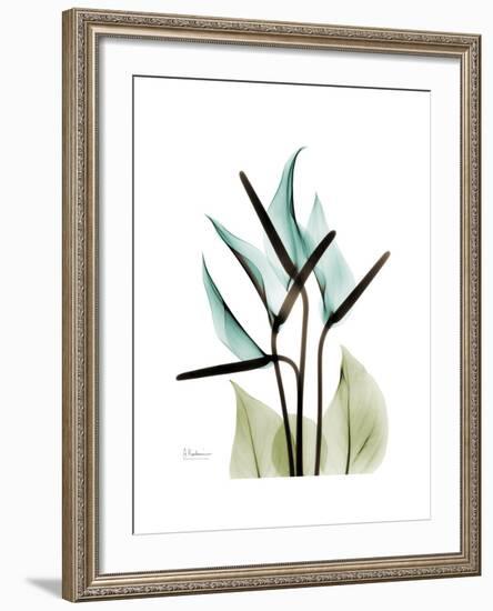 Soft Anthurium-Albert Koetsier-Framed Premium Giclee Print