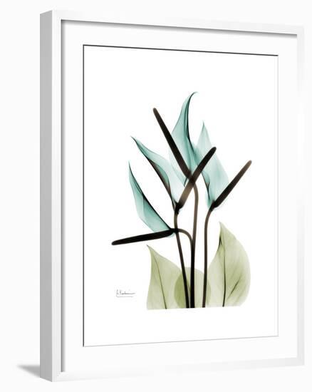Soft Anthurium-Albert Koetsier-Framed Premium Giclee Print