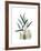 Soft Anthurium-Albert Koetsier-Framed Premium Giclee Print