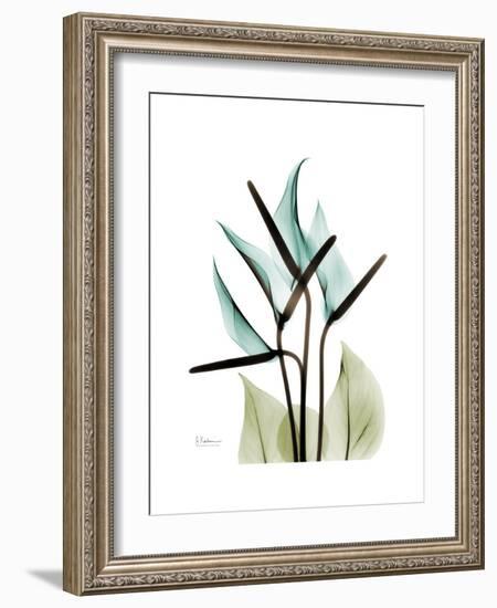 Soft Anthurium-Albert Koetsier-Framed Premium Giclee Print