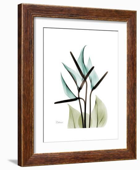 Soft Anthurium-Albert Koetsier-Framed Premium Giclee Print