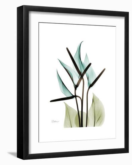 Soft Anthurium-Albert Koetsier-Framed Premium Giclee Print