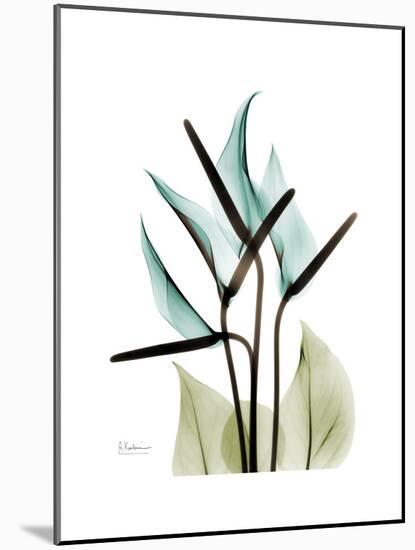 Soft Anthurium-Albert Koetsier-Mounted Premium Giclee Print