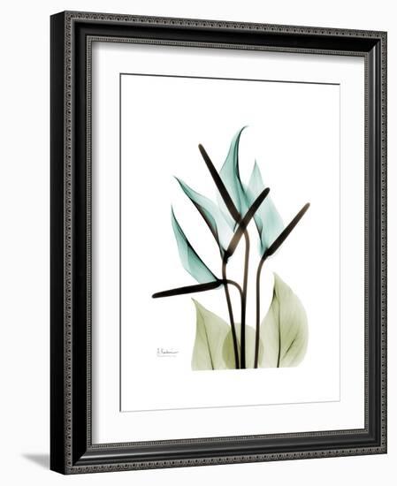 Soft Anthurium-Albert Koetsier-Framed Premium Giclee Print