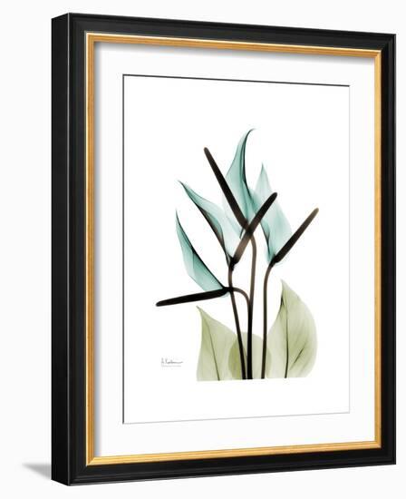 Soft Anthurium-Albert Koetsier-Framed Premium Giclee Print