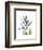 Soft Anthurium-Albert Koetsier-Framed Premium Giclee Print