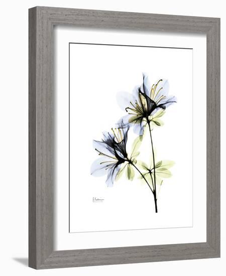 Soft Azalea Portrait-Albert Koetsier-Framed Premium Giclee Print