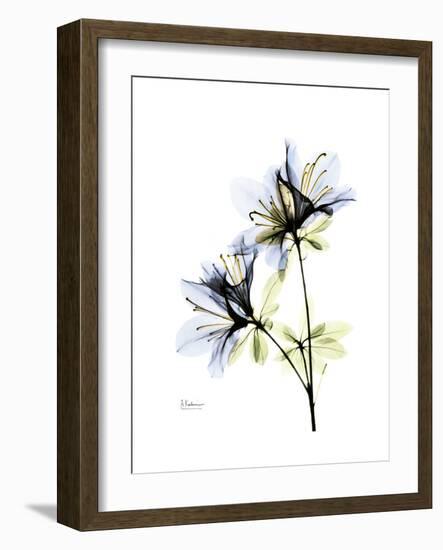 Soft Azalea Portrait-Albert Koetsier-Framed Premium Giclee Print