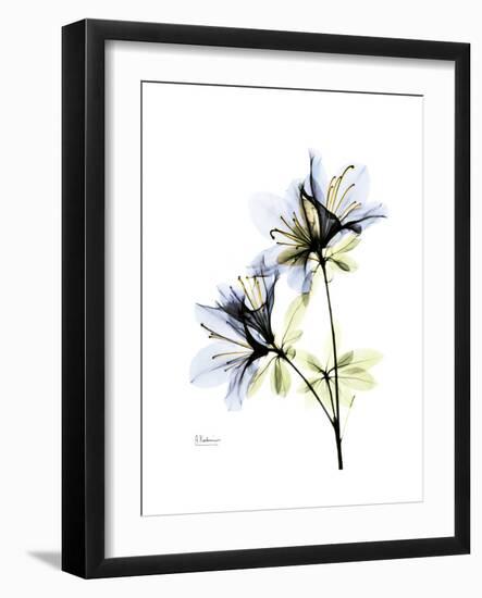 Soft Azalea Portrait-Albert Koetsier-Framed Premium Giclee Print