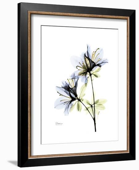 Soft Azalea Portrait-Albert Koetsier-Framed Premium Giclee Print