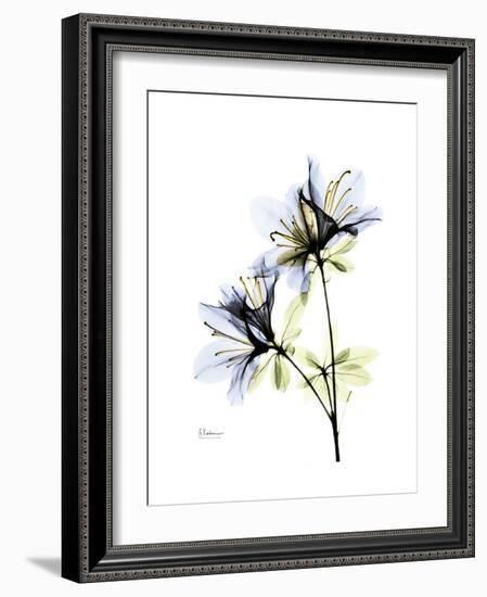 Soft Azalea Portrait-Albert Koetsier-Framed Premium Giclee Print