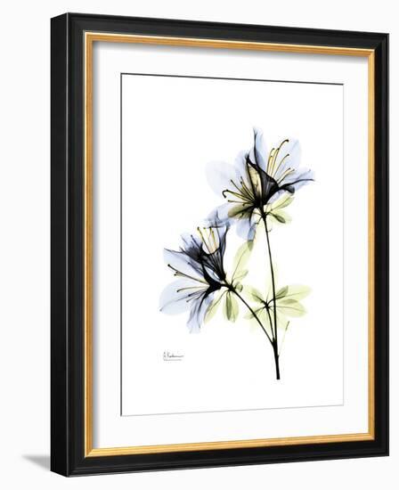 Soft Azalea Portrait-Albert Koetsier-Framed Premium Giclee Print