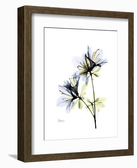 Soft Azalea Portrait-Albert Koetsier-Framed Premium Giclee Print